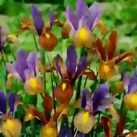 Tiger Striped Mix